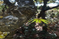 Bulbophyllum fimbriatum